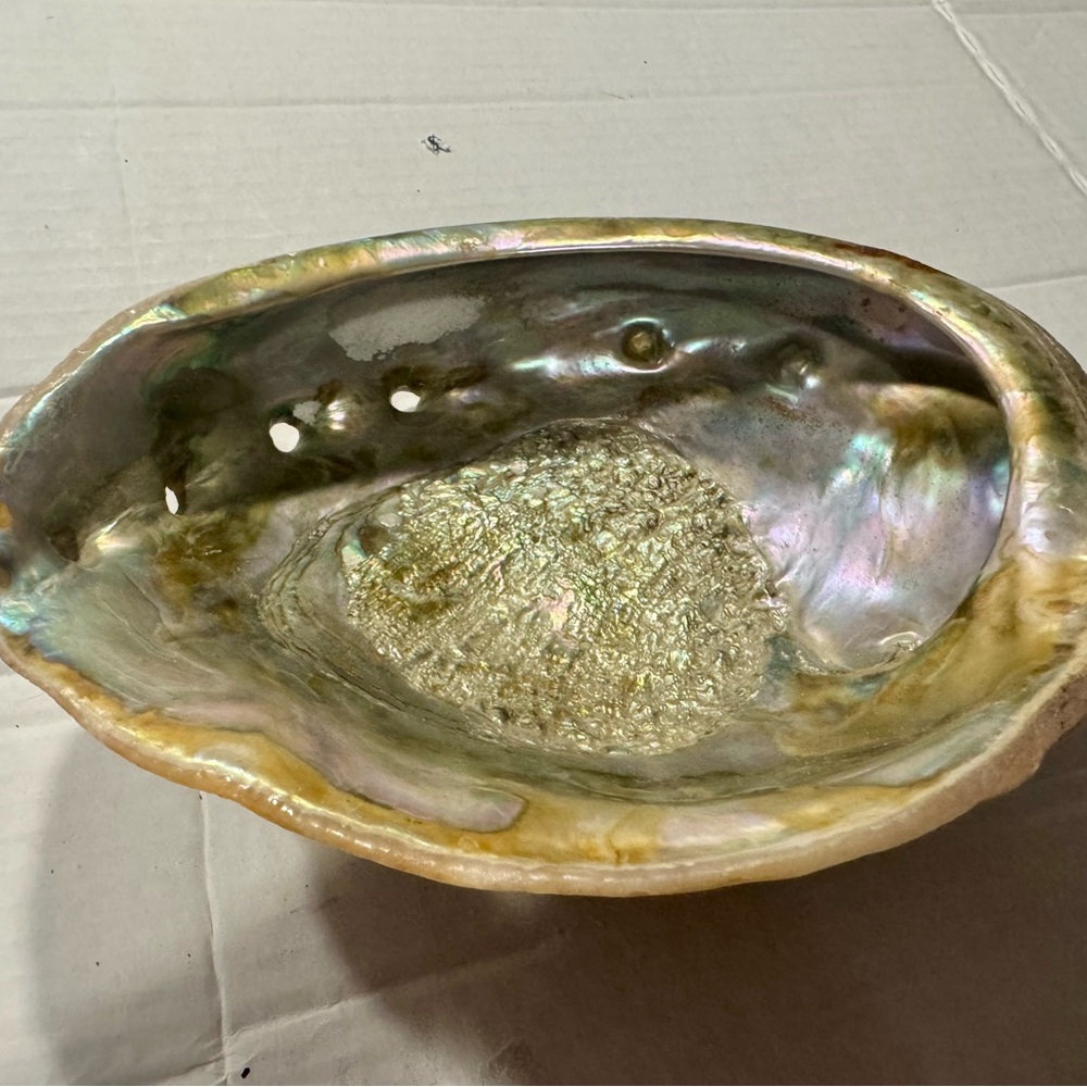 Iridescent Abalone Shell - Picture 2 of 8